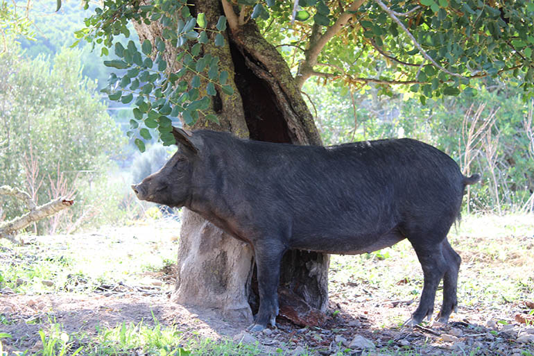 Porc de Formentera i Eivissa